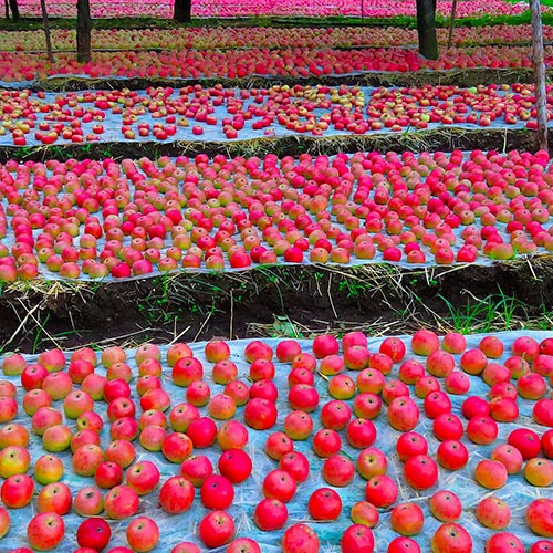 La foto di un melaio che ritrae una moltitudine di mele annurche disposte separatamente su diversi "letti".