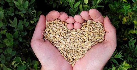 mani cereali forma cuore