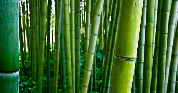 canne di bambù verdi