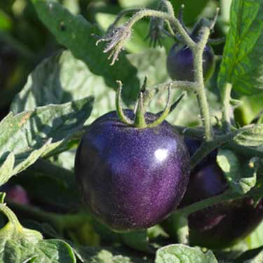 pomodoro di colore viola