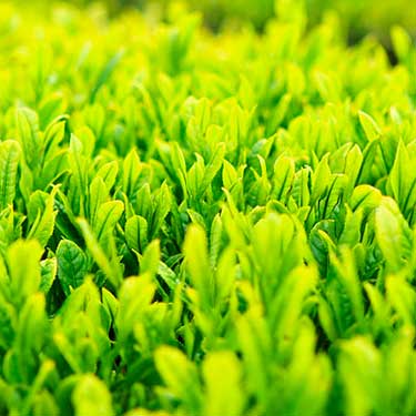 Una piantagione di tè verde. 