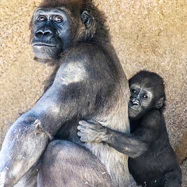 gorilla mamma e figlio