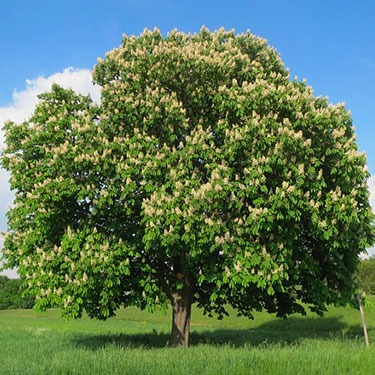 albero ippocastano