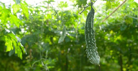zucca amara momordica charantia frutto pianta ramo