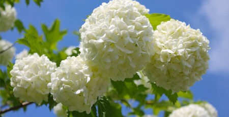 palla di neve pianta fiore bianco