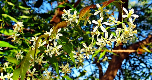 azadirachta indica pianta albero neem fiore