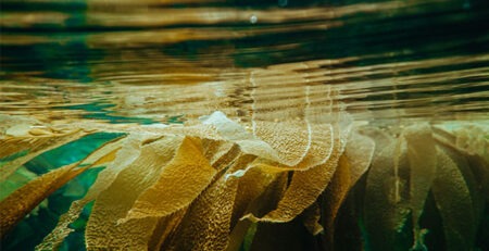 ecklonia stolonifera alga bruna