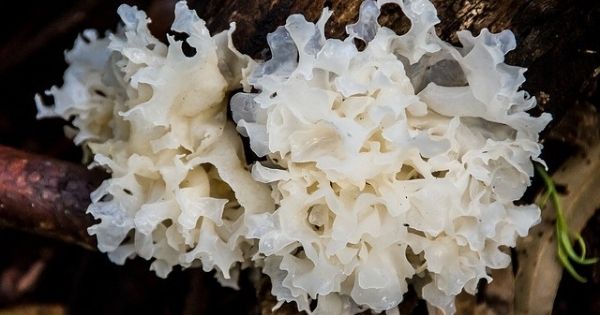 tremella fungo bianco