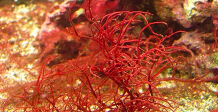 gracilaria rubra alga rossa