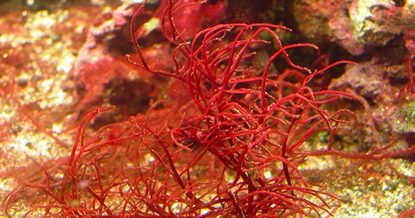 gracilaria rubra alga rossa