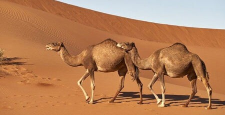 cammello dromedario deserto