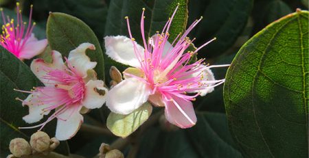 rhodomyrtus tomentosa mirto rose