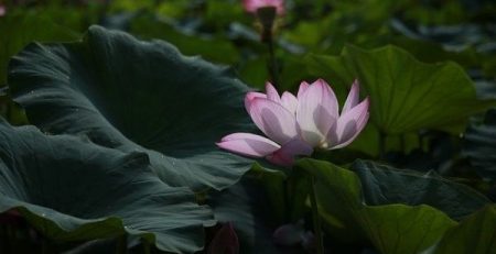 foglie fiore loto