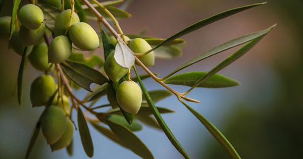 olive verdi rame ulivo