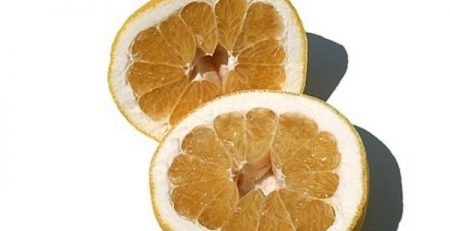 citrus kawachiensis
