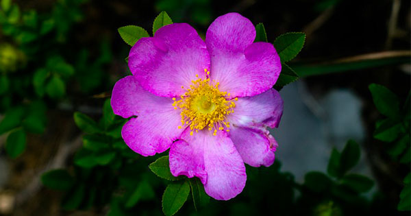 rosa roxburghii